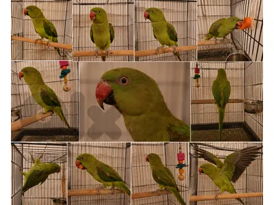 Parrot Ringneck