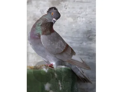 pigeons حمام