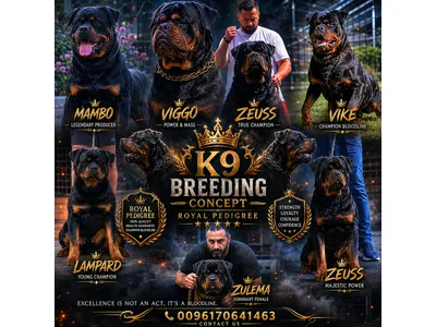 champion bloodline rottweiler