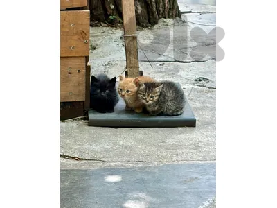 kittens for adoption