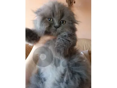بسين للبيع
