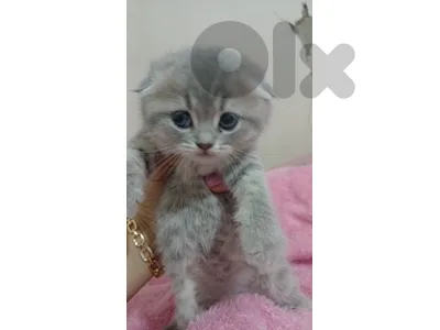 جبيل جبيل