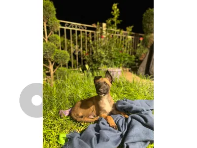 belgian mallinois for sale