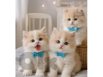ragdoll cat for sale