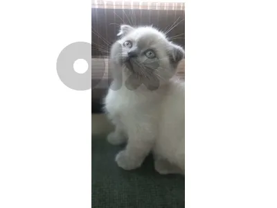 ابو سمرا