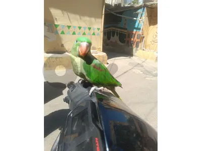 درة اميركي