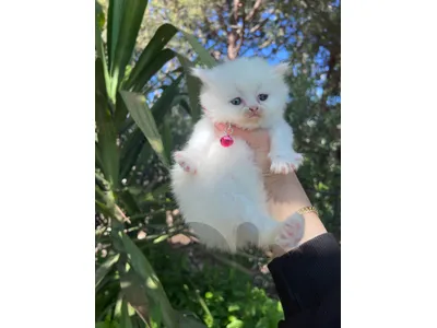 pure kitten for sale 150$