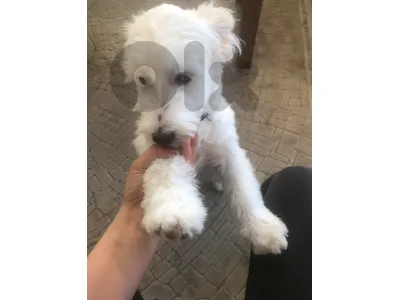 dog for sale