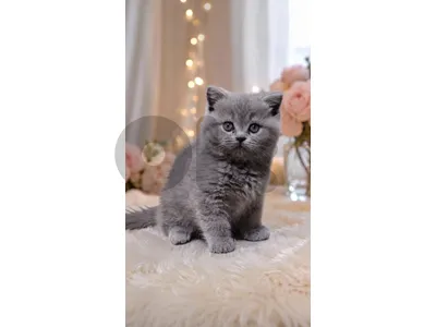 قطط مميزه لي عباله ما يحرم حاله اسعار جمله خلي الكل يستفيد