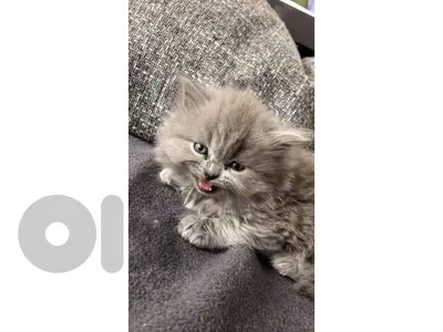 British kitten for sell