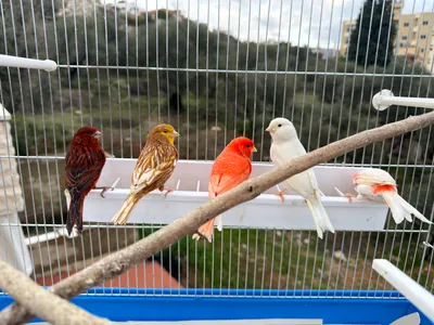 Canary MALES