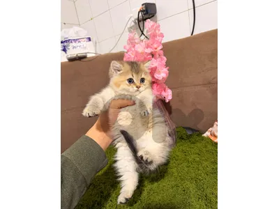 Golden chinchilla & silver chinchilla for sale