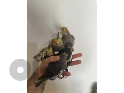 كروان تزقيم سعر الحبة cockatiel baby