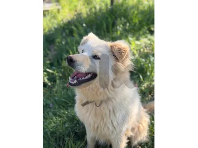 Family Dog
