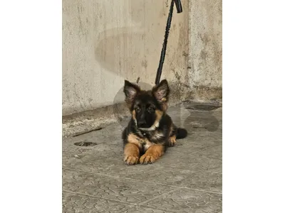 Puppy German Shepherd Puppy German Shepherd