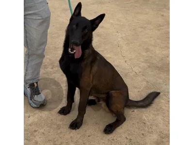 Dark Malinois Male