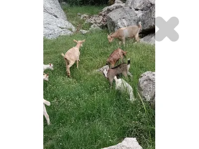 جدايا انتتا ودكارا سانين ٠٣٨٥٣٧٦١ موجودين بكسروان