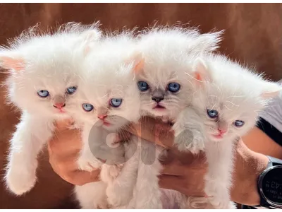 kitten pinpoint 70274221