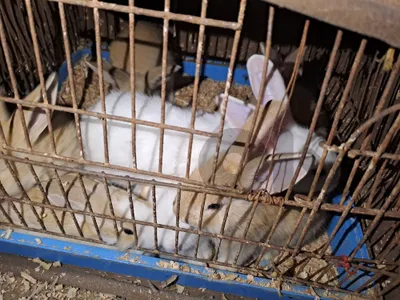 بيروت صبرا