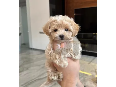 maltipoo