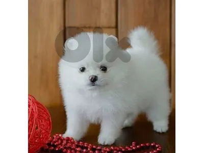 pomeranian