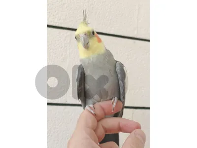دكر كروان