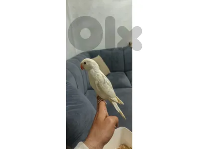 فراخ تزقيم