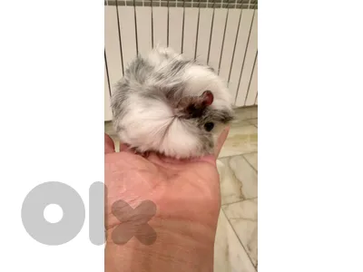 guinea pig