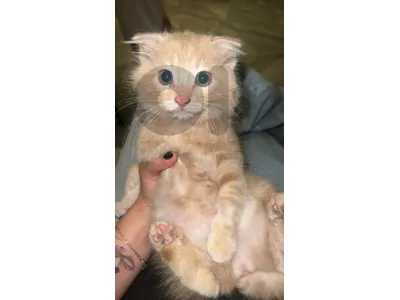 Cute Scottish Fold Cream Kitten