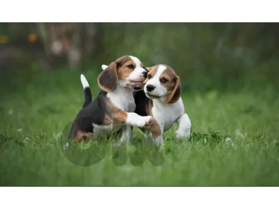 Beagle for sale