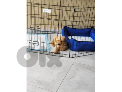 dog sell