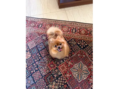 pomeranian
