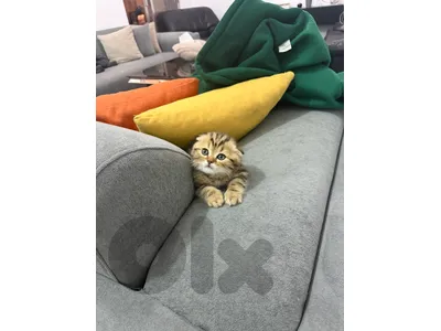 kitten