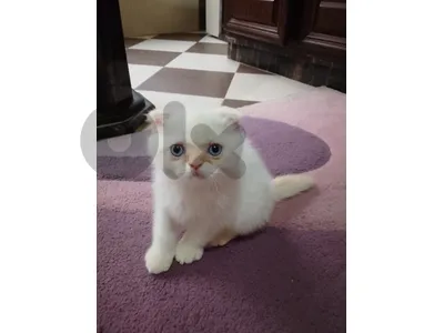 سكوتش فولد (اصلي)03008545