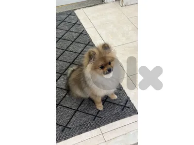 Pomerenian 11 months old