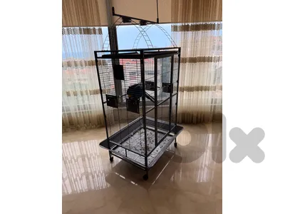 Juvenile Macaw Bird + big cage  2200$ only