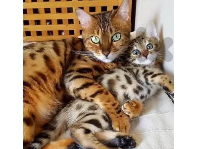 bengal kittens whtsp 70485808