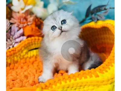 chanchilla  kittens whtsp 70485808