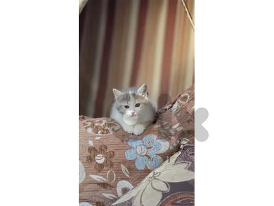 kitten for adoption