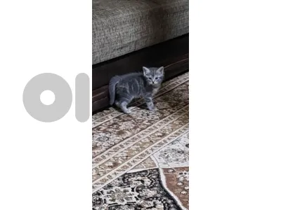 kitten for adoption