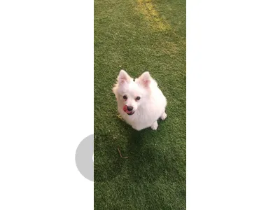 Pomeranian for sale due to travel