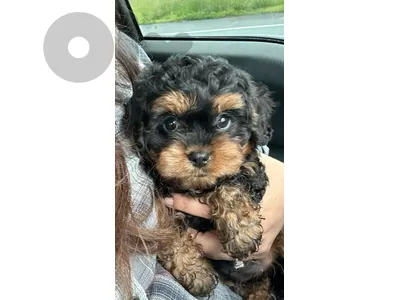 Unique Toy Poodle Black & Tan puppy