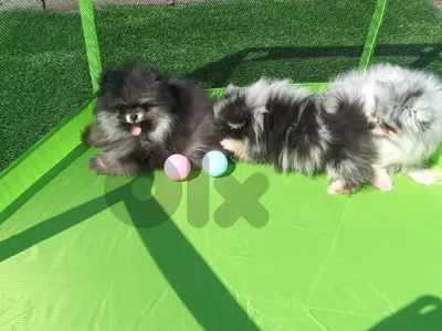 Pomeranian tea cup still available the black and tan puppies price not negociable