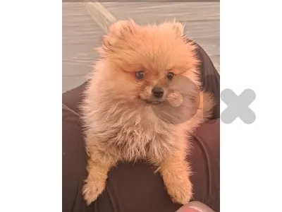 Adorable Pomeranian Puppies Available-High Quality-Delivery-Dog