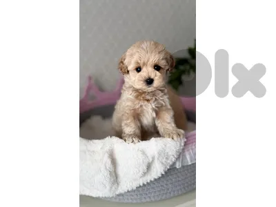 Fluffy Maltipoo Puppies Available Imported High Quality Dog Delivery