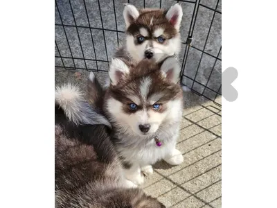 Beautifull Huskies Puppies Available in Store & Delivery