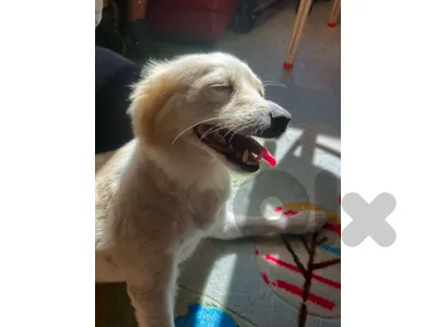 dog for adoption