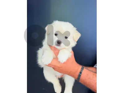 جرو لولو نخب أول (مميز جداً) يبحث عن منزل جديد! 🐾✨