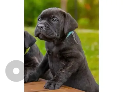 Purebred Cane Corso Puppy – Superior Quality & Premium Bloodlines Available Now! 👑🐾
