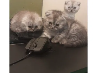 cats for sale